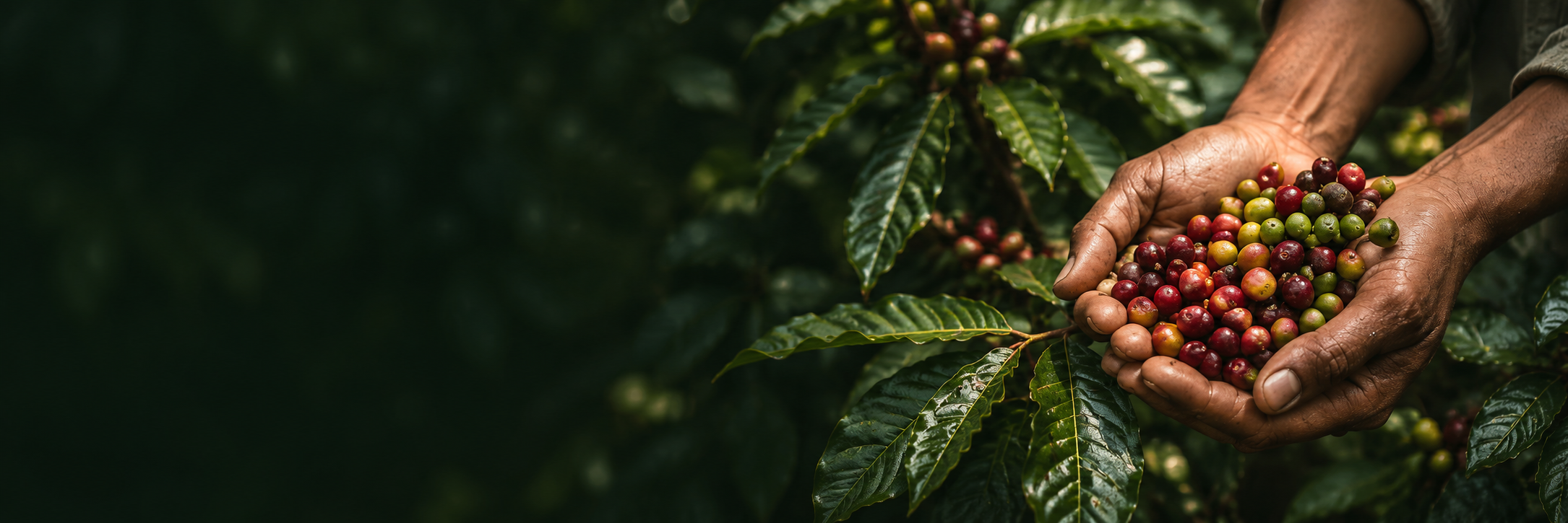 Hands holding fresh coffee cherries on the plant